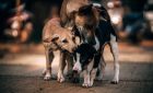Rossini protocola projeto que amplia proteção e cuidados a animais comunitários
