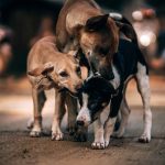 Rossini protocola projeto que amplia proteção e cuidados a animais comunitários