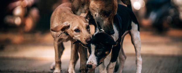 Rossini protocola projeto que amplia proteção e cuidados a animais comunitários