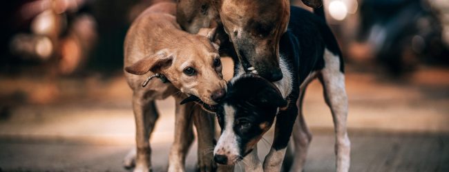 Rossini protocola projeto que amplia proteção e cuidados a animais comunitários