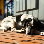 Vereadores aprovam normas que reconhecem direitos dos ‘animais comunitários’