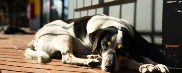 Vereadores aprovam normas que reconhecem direitos dos ‘animais comunitários’